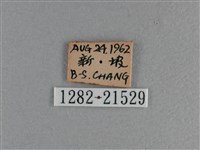 長紋黛眼蝶藏品圖，第3張