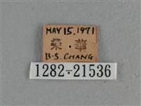 白斑弄蝶藏品圖，第3張