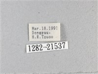 香蕉弄蝶藏品圖，第3張