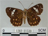 小星弄蝶藏品圖，第2張