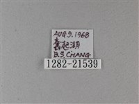 小星弄蝶藏品圖，第3張