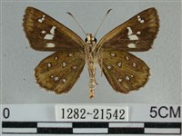 白斑弄蝶藏品圖，第2張