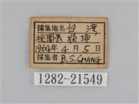 江崎波眼蝶藏品圖，第3張