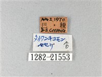 綠弄蝶藏品圖，第3張