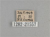 尖翅褐弄蝶藏品圖，第3張