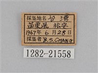 紫帶眉眼蝶藏品圖，第3張