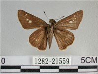 小稻弄蝶藏品圖，第1張