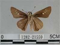 小稻弄蝶藏品圖，第2張