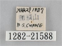 眉原褐刺蛾藏品圖，第3張