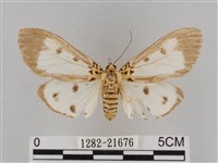 長斑擬燈蛾藏品圖，第1張