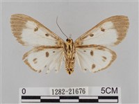 長斑擬燈蛾藏品圖，第2張