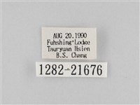 長斑擬燈蛾藏品圖，第3張