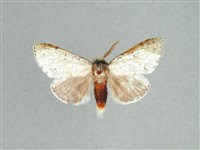 灰舟蛾藏品圖，第1張