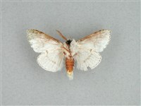 灰舟蛾藏品圖，第2張