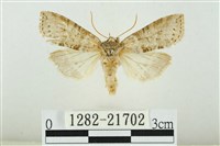 臺圓波紋蛾藏品圖，第1張