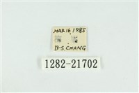 臺圓波紋蛾藏品圖，第3張