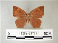 隱錨紋蛾藏品圖，第1張