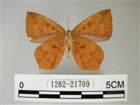 隱錨紋蛾藏品圖，第2張