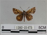 黃星弄蝶藏品圖，第1張