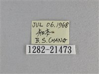 黃星弄蝶藏品圖，第3張