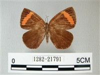 帶錨紋蛾藏品圖，第1張