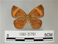 帶錨紋蛾藏品圖，第2張