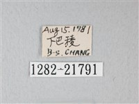 帶錨紋蛾藏品圖，第3張