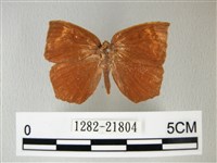 隱錨紋蛾藏品圖，第1張