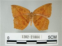 隱錨紋蛾藏品圖，第2張