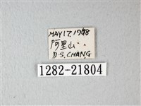 隱錨紋蛾藏品圖，第3張