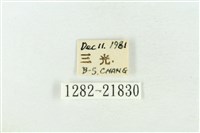 基黑新波紋蛾藏品圖，第3張