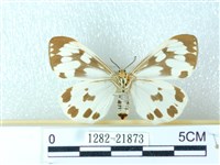 粉蝶燈蛾藏品圖，第2張