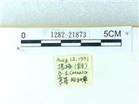 粉蝶燈蛾藏品圖，第3張