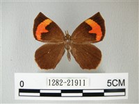 錨紋蛾藏品圖，第1張