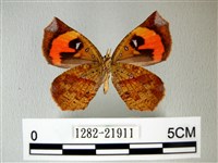 錨紋蛾藏品圖，第2張