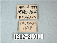 錨紋蛾藏品圖，第3張