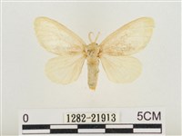 榕透翅毒蛾藏品圖，第1張