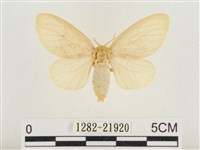 榕透翅毒蛾藏品圖，第1張