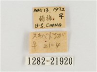 榕透翅毒蛾藏品圖，第3張