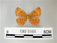 帶錨紋蛾藏品圖，第2張