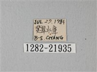 帶錨紋蛾藏品圖，第3張