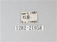 隱錨紋蛾藏品圖，第3張