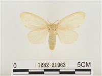 榕透翅毒蛾藏品圖，第1張