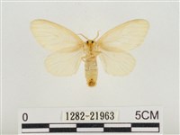 榕透翅毒蛾藏品圖，第2張