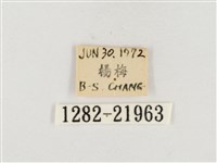 榕透翅毒蛾藏品圖，第3張