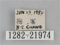 眉原褐刺蛾藏品圖，第3張