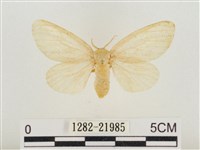 榕透翅毒蛾藏品圖，第1張