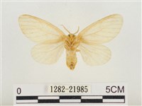 榕透翅毒蛾藏品圖，第2張