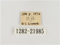 榕透翅毒蛾藏品圖，第3張