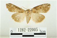 霧社環波紋蛾藏品圖，第1張